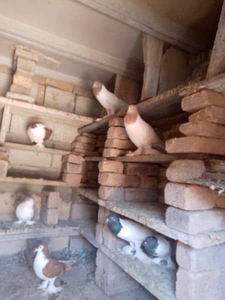 Pigeons For Sale 0325 8514601 7