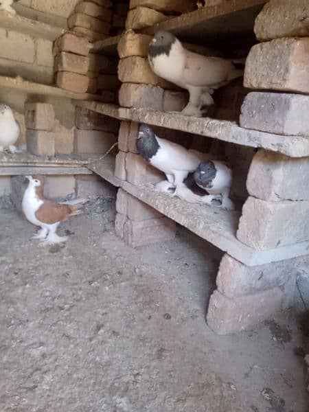 Pigeons For Sale 0325 8514601 8