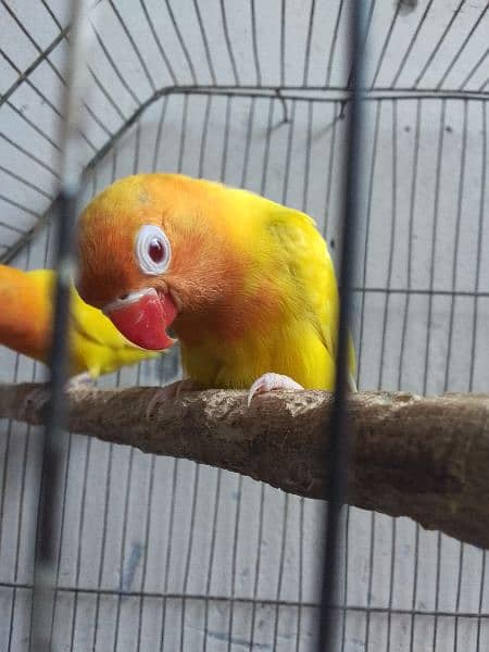 lovebird letino pair full active healthy pH no 03271478024 masorabad 1