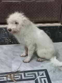 russian poodle guaranteed and it's female 1 year old