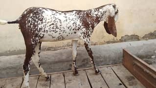 pure desi bakri first timer cross hoi h7000 0