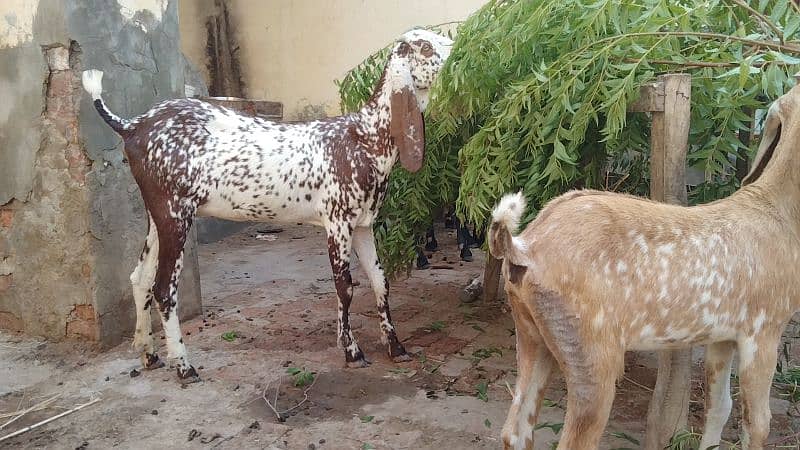 pure desi bakri first timer cross hoi h7000 2