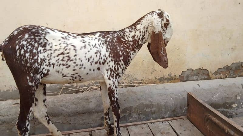 pure desi bakri first timer cross hoi h7000 3