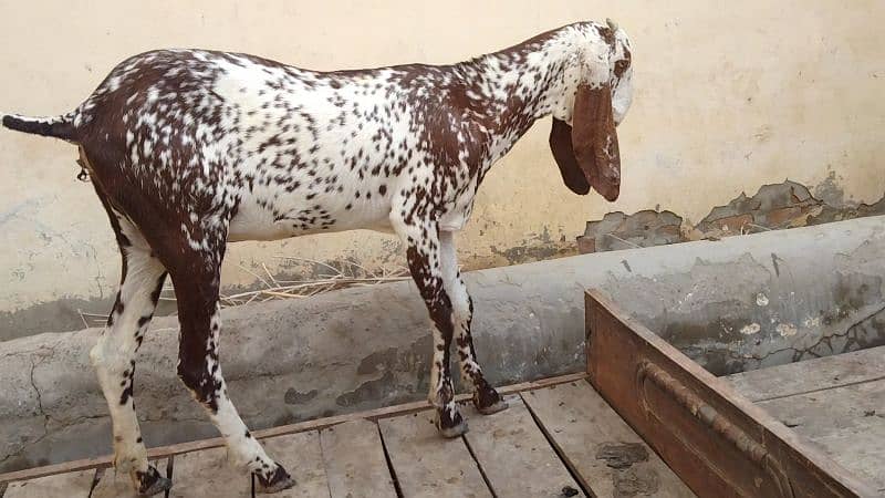 pure desi bakri first timer cross hoi h7000 4