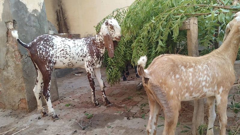 pure desi bakri first timer cross hoi h7000 6