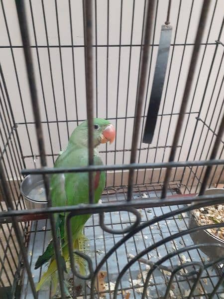 raw parrot  with cage urgent sale 0