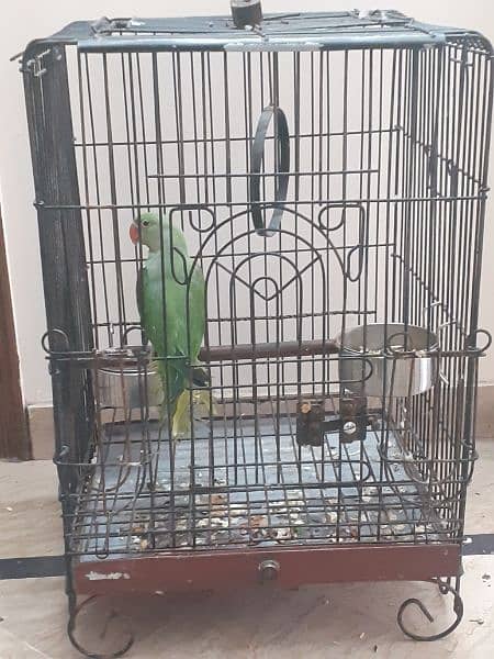 raw parrot  with cage urgent sale 1