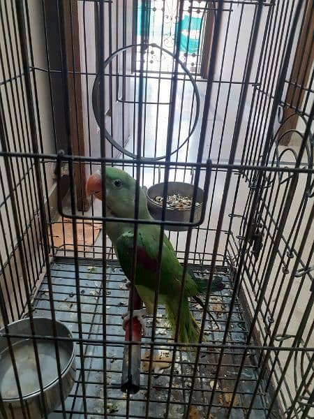 raw parrot  with cage urgent sale 2