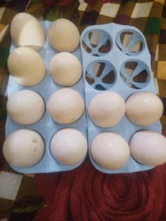 desi eggs 0