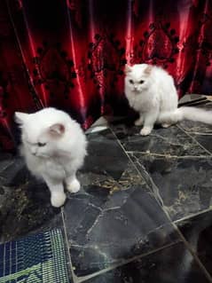 White Persian cat's Pair 0