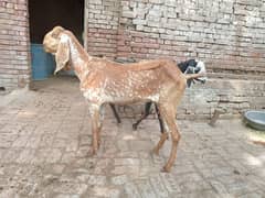 2 pregnant bakri for sale 03052593845