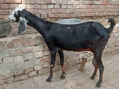 pregnant bakri for sale 03052593845