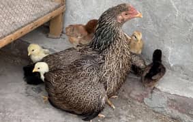 Aseel chusa/chicken for sale bhantam