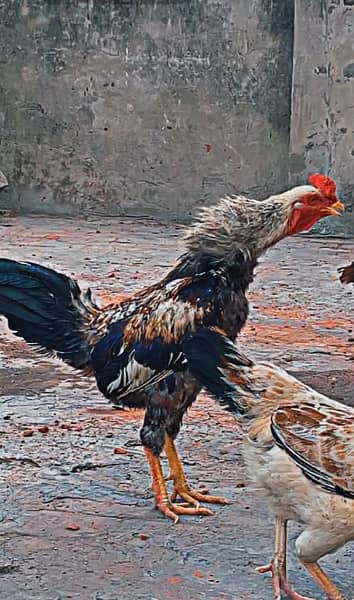 Aseel chusa/chicken for sale bhantam 1