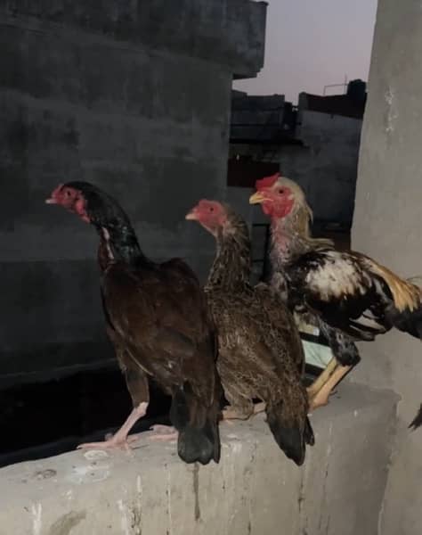 Aseel chusa/chicken for sale bhantam 2