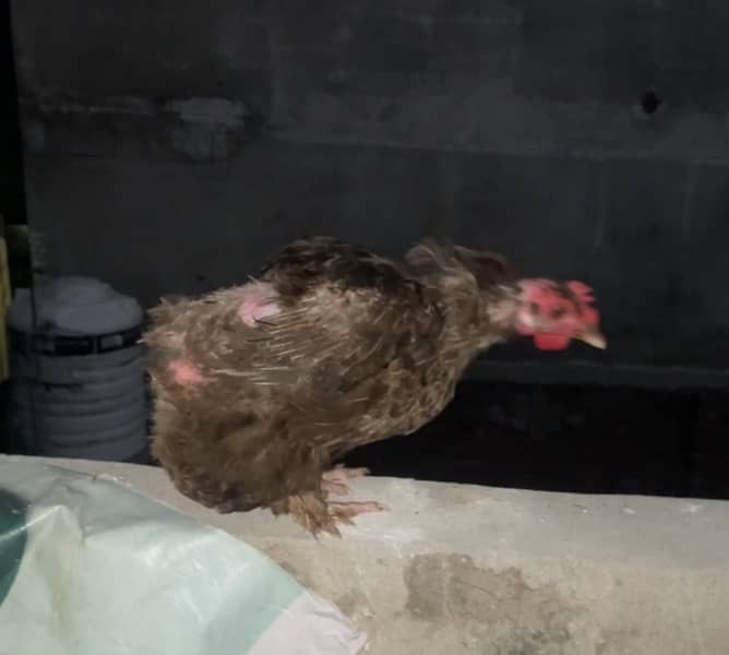 Aseel chusa/chicken for sale bhantam 4