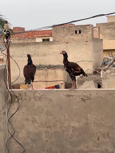 Aseel chusa/chicken for sale bhantam 5