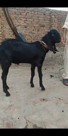 bakra