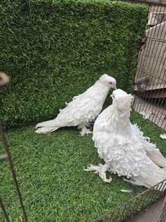 white Frill back , Cherry Frill Back ,Jacobin , Magpie