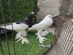 white Frill back , Cherry Frill Back ,Jacobin , Magpie