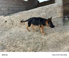 German Shepherd black mask female