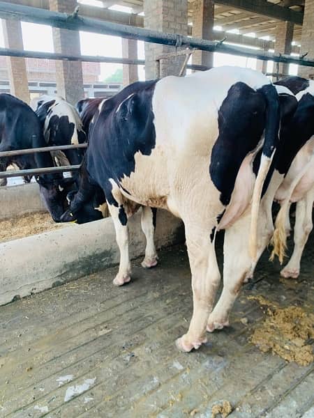 Australian and American pregnant heifers  cows and buffalos 12