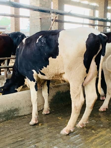 Australian and American pregnant heifers  cows and buffalos 13