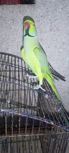 Parrot for sale Katha bolta b haa