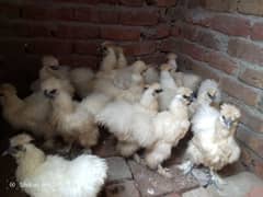 03036504970white silkie Hens 11female 4male for sale price pr pic 3500 0