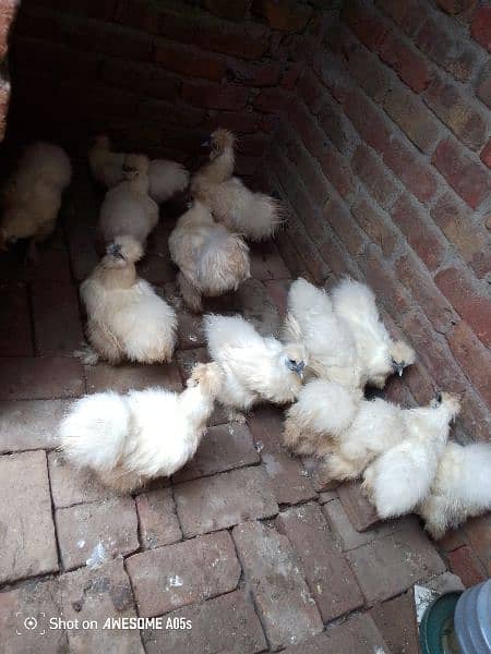 03036504970white silkie Hens 11female 4male for sale price pr pic 3500 1