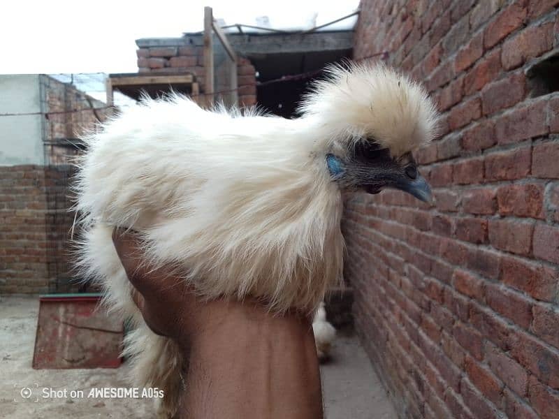 03036504970white silkie Hens 11female 4male for sale price pr pic 3500 2