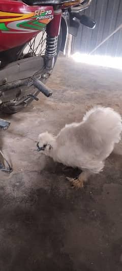 Silkie white colr