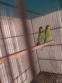 mashallah green black face bridar pair