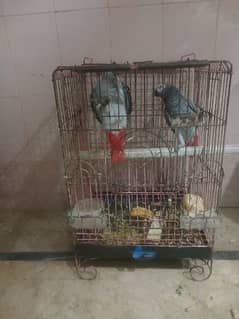 cages available for sale