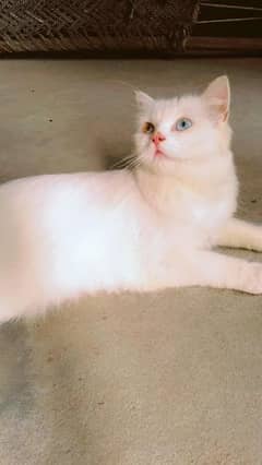 Persian  kitten  blue yellow eyes