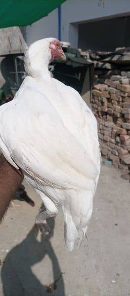 Pure Paper White Heera Aseel For Sale 6