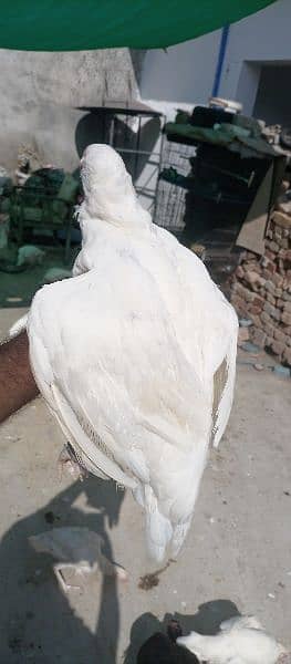 Pure Paper White Heera Aseel For Sale 10