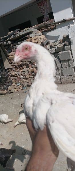 Pure Paper White Heera Aseel For Sale 15