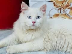 persian cat for sell 0