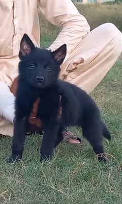 black German Shepherd double coat male 2 month available for sale