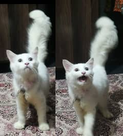 Double coated White colour pair pure persian