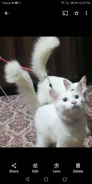 Double coated White colour pair pure persian 1