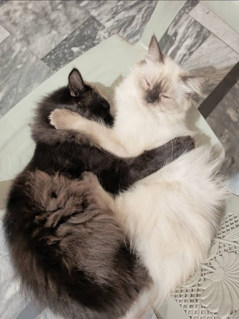 Couple of Persian Cats 1