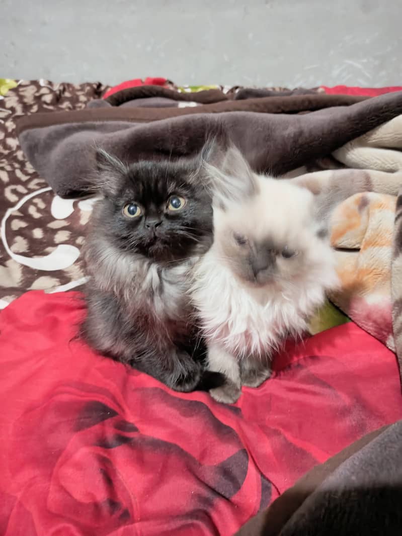 Couple of Persian Cats 2