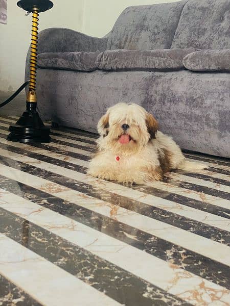 shih tzu stud  male 0