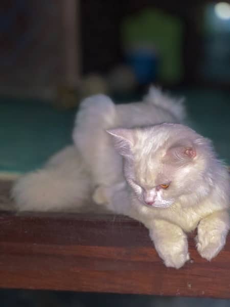 Persian cat heat up 2