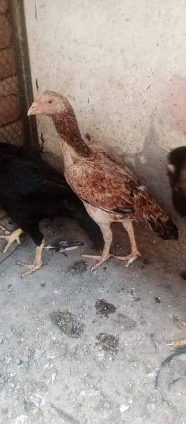 aseel female available for sale in Multan 5