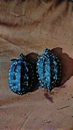 turtle pair for sale 0