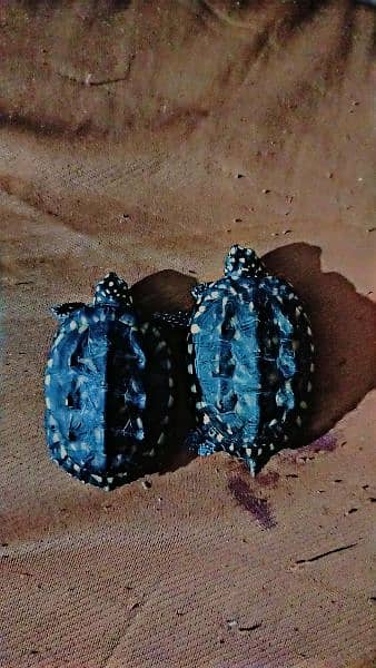 turtle pair for sale 0