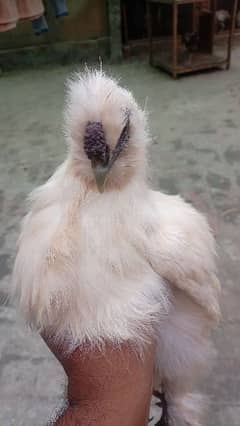 white silkie male